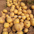Fresh potato new crop with hight quality and best price